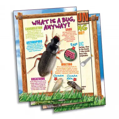 Bug Playground - Insect Inspector Lab